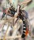 IMG_6786 Asilidae forum.jpg