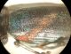 DSC07778.JPG