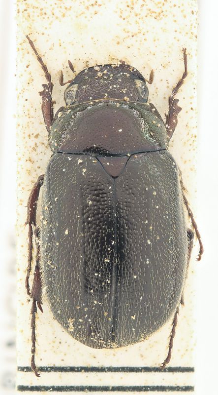 Apogonia insulana_pro web.jpg