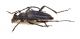 Comb3578cr-30zL6.jpg