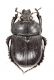Comb3569cr-25zL6.jpg