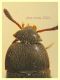 Leiodidae - Anzio 20.6.2021 - (2).jpg