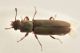 3 trogoxylon parallelipipedum bostrichidae sentiero della palude.jpg
