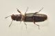 4 trogoxylon parallelipipedum bostrichidae sentiero della palude.JPG