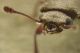6 trogoxylon parallelipipedum bostrichidae sentiero della palude.jpg
