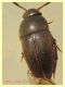 Ptomaphagus sp. - 3 mm compresa testa - Anzio 20.6.2021 - (5).JPG