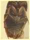 Ptomaphagus sp. - 3 mm compresa testa - Anzio 20.6.2021 - (4).JPG