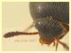 Ptomaphagus sp. - 3 mm compresa testa - Anzio 20.6.2021 - (3).JPG