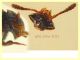 Ptomaphagus sp. - 3 mm compresa testa - Anzio 20.6.2021 - (10).JPG