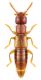 Hypomedon debilicornis (Wollaston, 1857).jpg