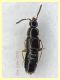 Trichophya pilicornis 3,2 mm - Anzio 22.1.2022 - (2).JPG