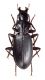 Comb3586cr-50zL6.jpg