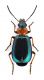 Comb3584cr-72zL6.jpg