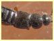 Trichophya pilicornis 3,2 mm -- (5).JPG