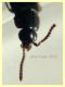 Trichophya pilicornis 3,2 mm -- (3).JPG