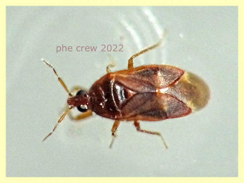 prob. Amphiareus obscuriceps circa 2 mm - Anzio 15.2.2022 - (1).JPG