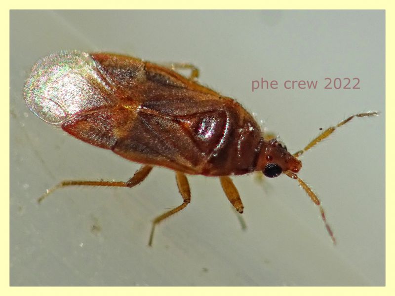 prob. Amphiareus obscuriceps circa 2 mm - Anzio 15.2.2022 - (4).JPG