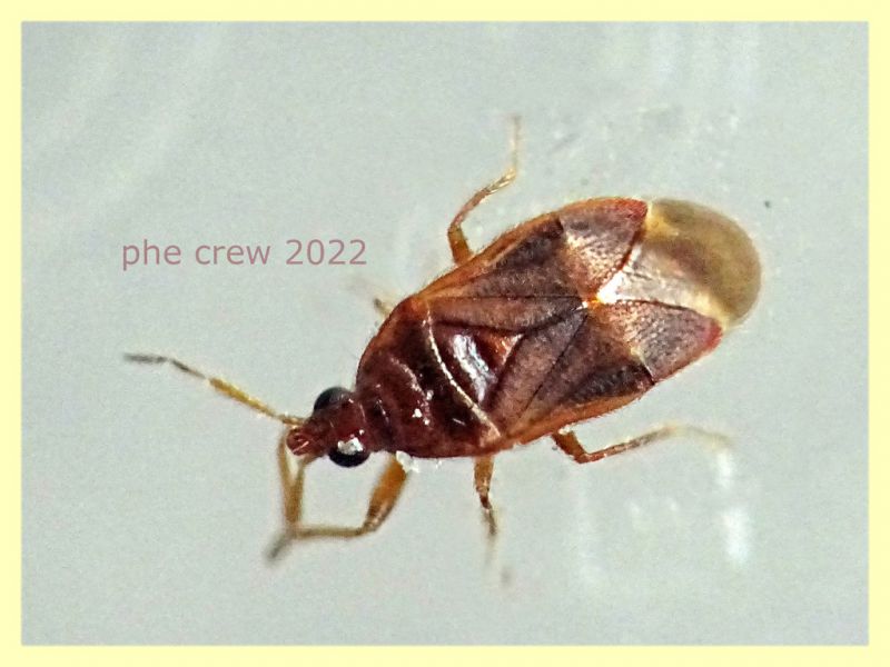 prob. Amphiareus obscuriceps circa 2 mm - Anzio 15.2.2022 - (2).JPG