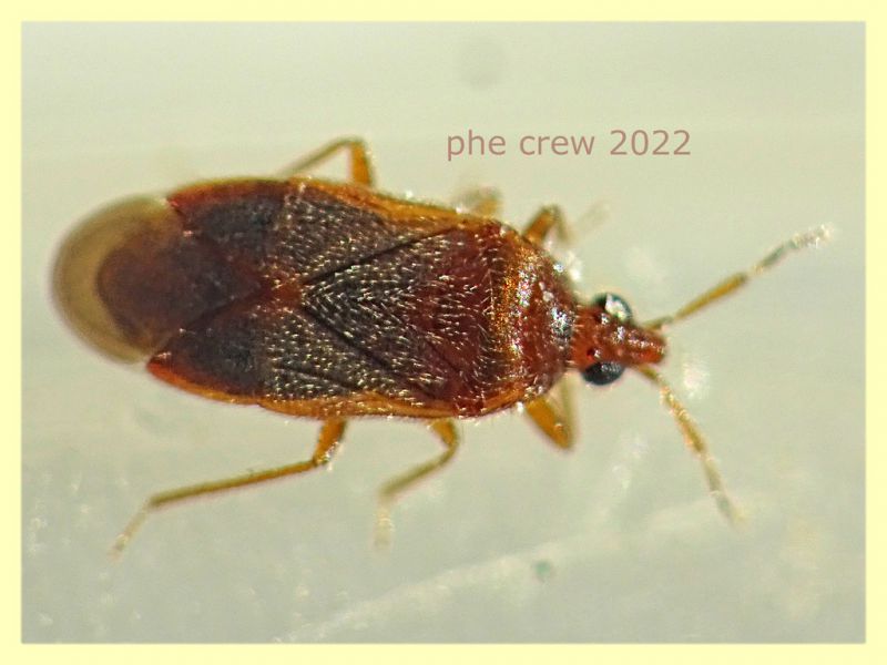 prob. Amphiareus obscuriceps circa 2 mm - Anzio 15.2.2022 - (3).JPG