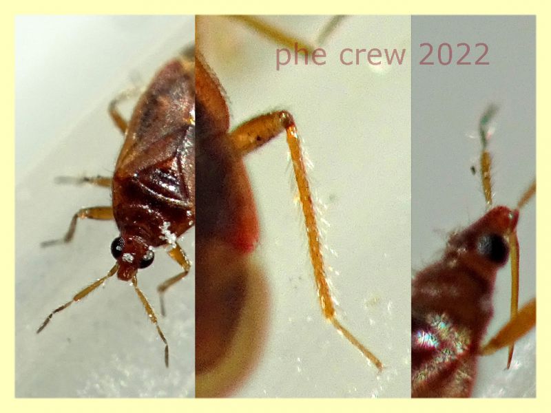 prob. Amphiareus obscuriceps circa 2 mm - Anzio 15.2.2022 - (5).jpg