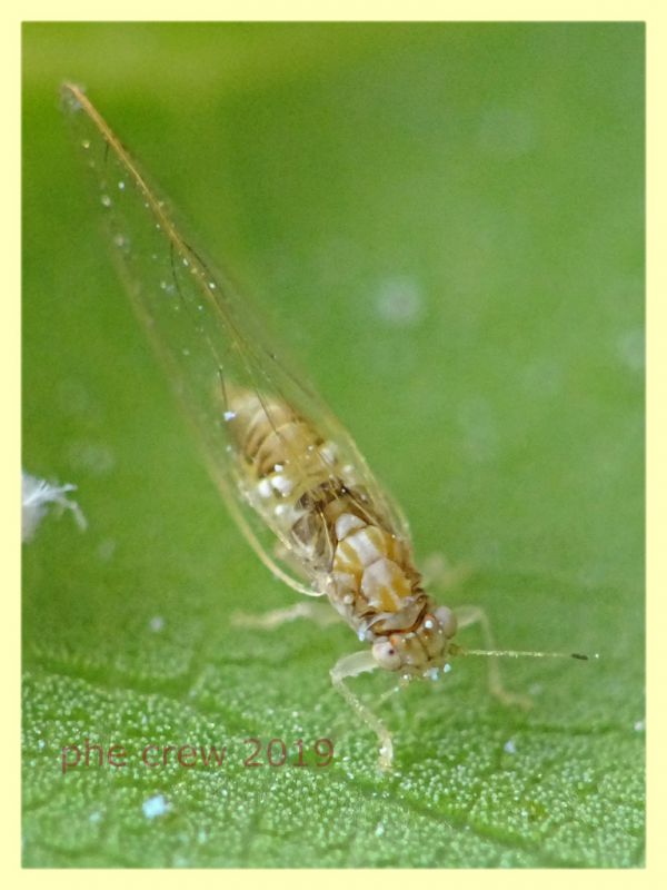 prob. Trioza alacris 1,5 mm. solo corpo - pianta ospite Alloro - Anzio 10.7.2019 - (27).JPG