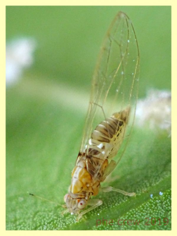 prob. Trioza alacris 1,5 mm. solo corpo - pianta ospite Alloro - Anzio 10.7.2019 - (79).JPG