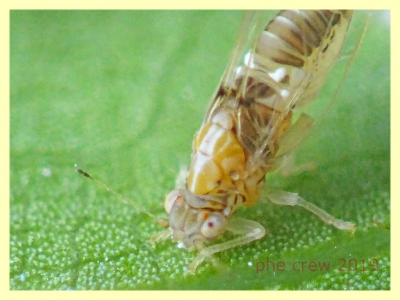 prob. Trioza alacris 1,5 mm. solo corpo - pianta ospite Alloro - Anzio 10.7.2019 - (50).JPG