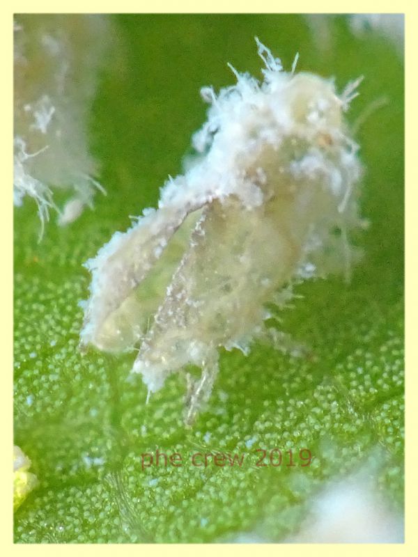 prob. Trioza alacris 1,5 mm. solo corpo - pianta ospite Alloro - Anzio 10.7.2019 - (39).JPG