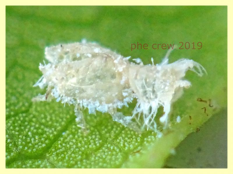 prob. Trioza alacris 1,5 mm. solo corpo - pianta ospite Alloro - Anzio 10.7.2019 - (42).JPG