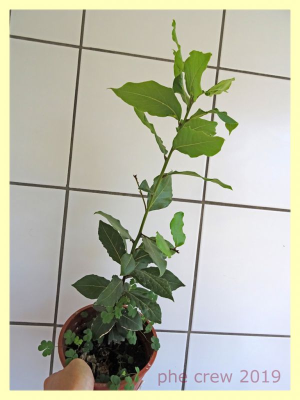 prob. Trioza alacris 1,5 mm. solo corpo - pianta ospite Alloro - Anzio 10.7.2019 - (81).JPG