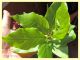 prob. Trioza alacris 1,5 mm. solo corpo - pianta ospite Alloro - Anzio 10.7.2019 - (80).JPG