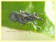 Aspidapion aeneum 3 mm. con rostro - e pianta ospite - (28).JPG