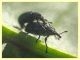 Aspidapion aeneum 3 mm. con rostro - e pianta ospite - (31).JPG