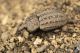 IMG_4218_Minyops_costalis_s.jpg