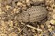 IMG_4221_Minyops_costalis_s.jpg