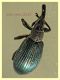 Aspidapion aeneum 3 mm. con rostro - e pianta ospite - Anzio 23.2.2022 - (2).JPG