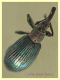 Aspidapion aeneum 3 mm. con rostro - e pianta ospite - Anzio 23.2.2022 - (3).JPG