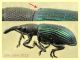 Aspidapion aeneum 3 mm. con rostro - e pianta ospite - Anzio 23.2.2022 - (7).JPG
