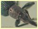 Aspidapion aeneum 3 mm. con rostro - e pianta ospite - Anzio 23.2.2022 - (4).JPG