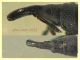 Aspidapion aeneum 3 mm. con rostro - e pianta ospite - Anzio 23.2.2022 - (9).JPG
