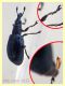 Aspidapion aeneum 3 mm. con rostro - e pianta ospite - Anzio 23.2.2022 - (1).JPG