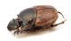 Comb3631cr-26zL6.jpg