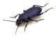 Comb3641cr-35zL6.jpg