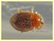 Rhyzobius chrysomeloides 2,6 mm. - Anzio 23.2.2022 - (3).JPG