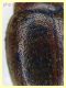 Rhyzobius chrysomeloides 2,6 mm. - Anzio 23.2.2022 - (5).JPG