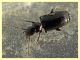 Microlestes 2,1 mm. - Anzio 23.2.2022 - (2).JPG