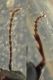 Microlestes 2,1 mm. - Anzio 23.2.2022 - (5).JPG