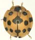 Coccinellidae_Filippine_Samar_V-2002.jpg