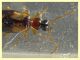 Philorhizus crucifer confusus - 3,8 mm. - Anzio 23.2.2022 - (2).JPG