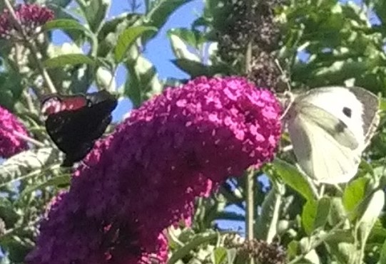 Pieris brassicae.jpg